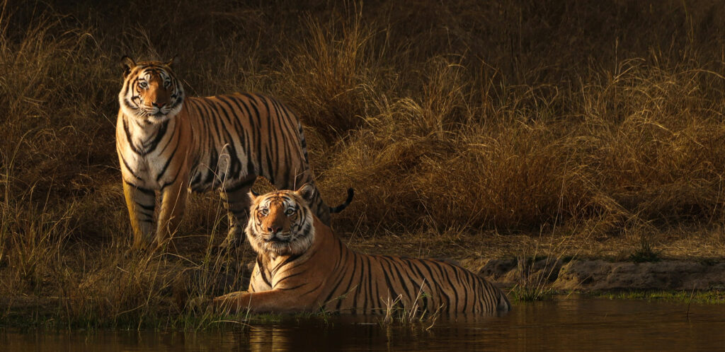 Wildlife experience (1850 x 900)