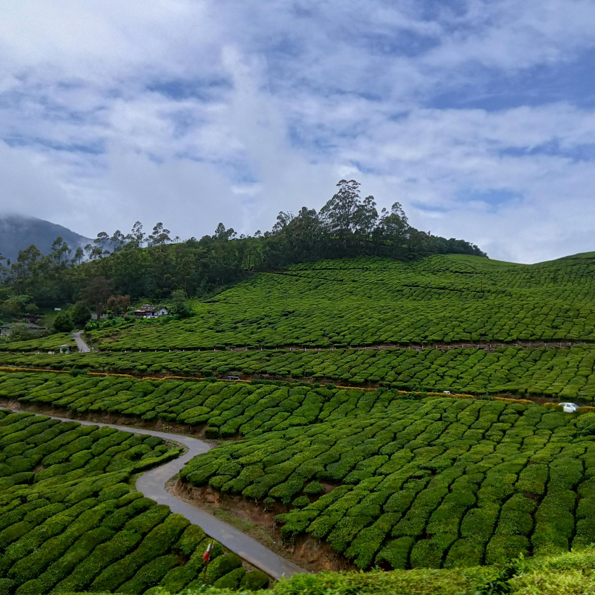 Munnar tea garden