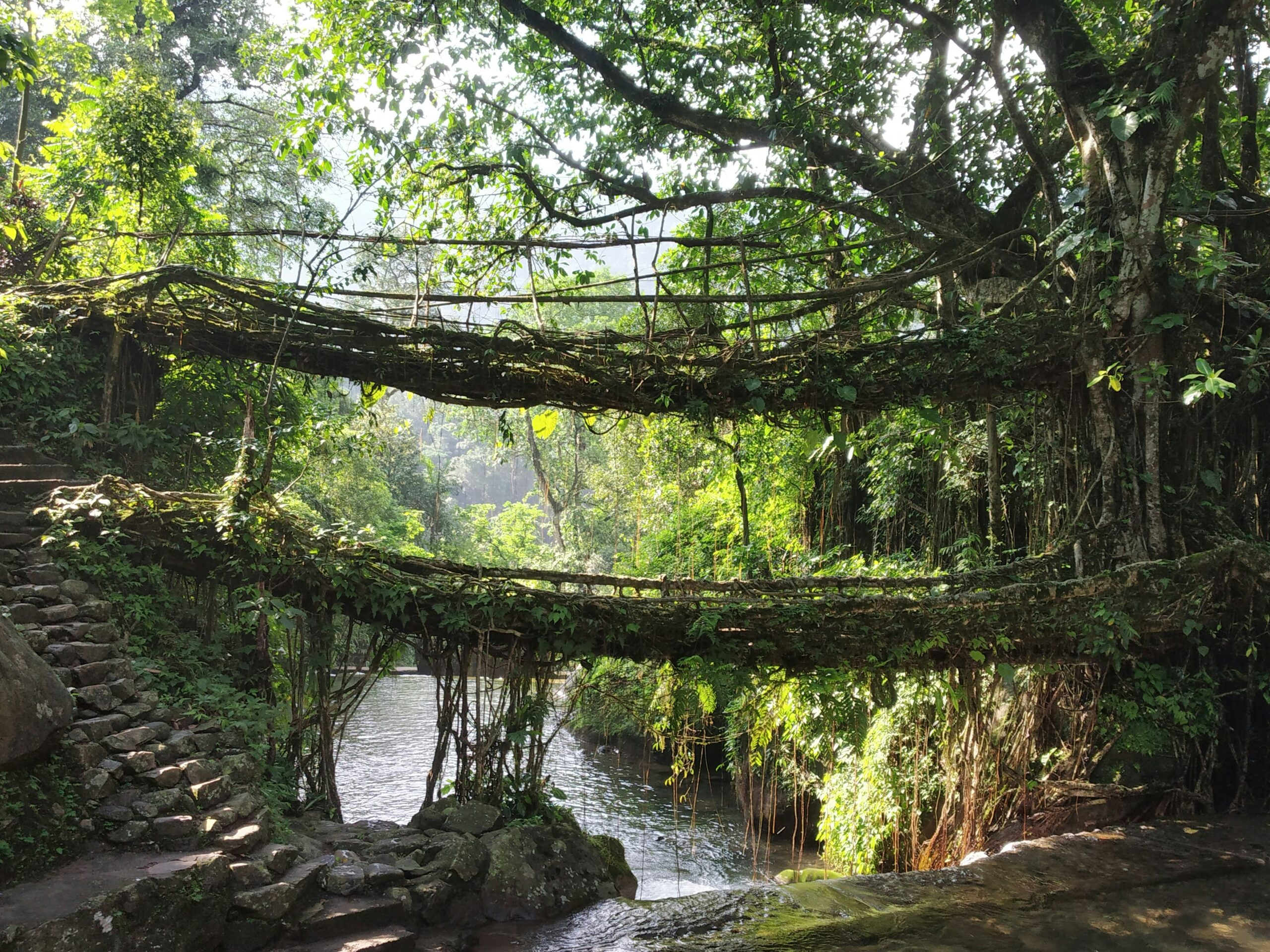 root bridge